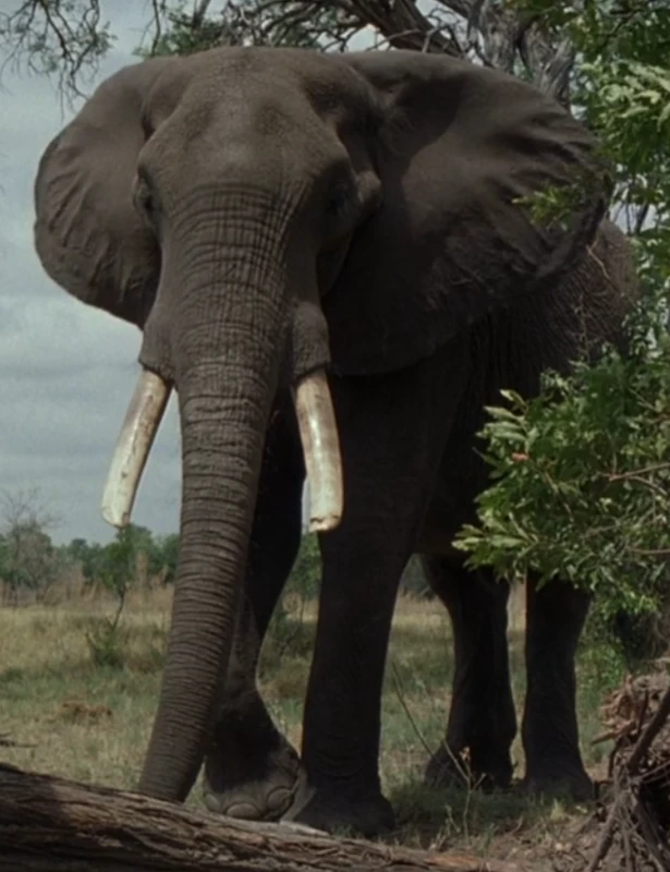 Tough Tusk