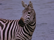1. Plains Zebra