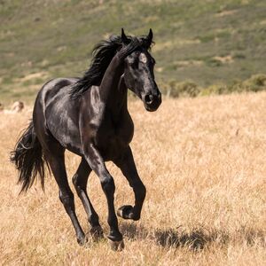 Black Beauty Disney Wiki Fandom