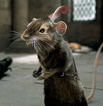 Reepicheep (The Chronicles of Narnia: Prince Caspian)