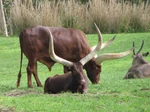8668293715 0a07b9b65a b.jpg (544 KB) Ankole cattle