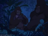 Kerchak/Gallery