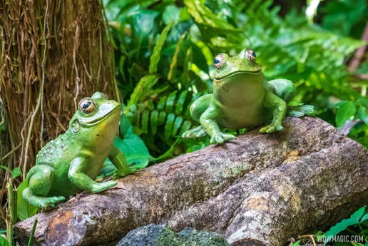 Jungle Cruise (Magic Kingdom) - Giant Frogs