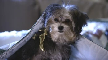 Tiny (Santa Buddies)