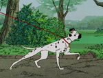 Pongo looks for Perdita