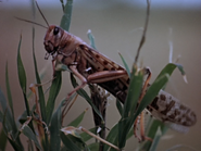 42. Desert Locust