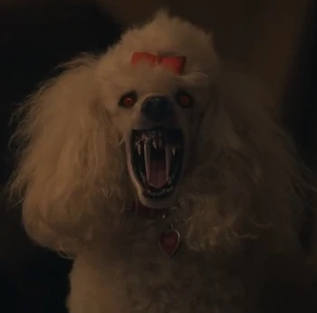 Fifi the Vampire Poodle