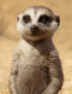 Timão (O Rei Leão (2019))