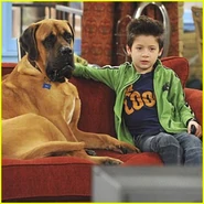 Davis-cleveland-dog-tv-watcher.jpg (22 KB)