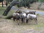 Africa142.jpg (481 KB) White-bearded wildebeest