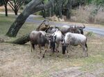 White-bearded wildebeest