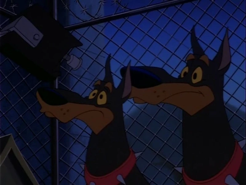 Dobermans