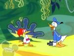 Bird brained donald 2000