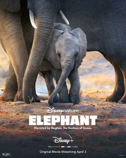 Elephant - Poster