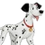 Pongo DHBM