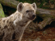 Tabaqui the Spotted Hyena