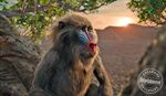 The Lion King 2019 still 3