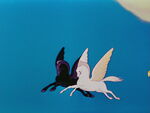 Flying with her mate