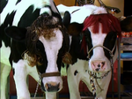 Raven and Chelsea fully transformed into cows