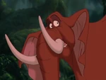 Tantor hearing Tarzan's yell coming from the ship