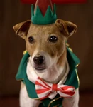 Eddy (Santa Buddies, The Search for Santa Paws, and Santa Paws 2: The Santa Pups)