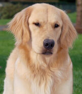 Molly from Air Bud: World Pup