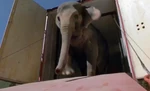 Circus Elephant (Meet the Deedles)