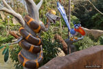 Kaa with Zazu at Disneyland Paris