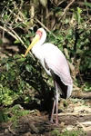 Kilimanjaro-Safaris Full 9718.jpg (169 KB) Yellow-billed stork