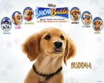 Snow buddies buddha