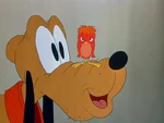Pluto and baby bird.jpg (51 KB)