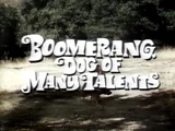 Boomerang, Dog of Many Talents