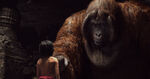 Jungle Book 2016 78.jpg (1.38 MB) King Louie (The Jungle Book; 2016 live-action adaptation)