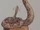 Br'er Rattlesnake