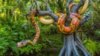 MK Jungle Cruise Snake