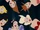 Ratigan6688/How I Rank The Little Mermaid Songs