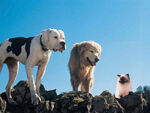 Chance with Shadow and Sassy in Homeward Bound: The Incredible Journey