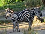 Grant-s-zebras