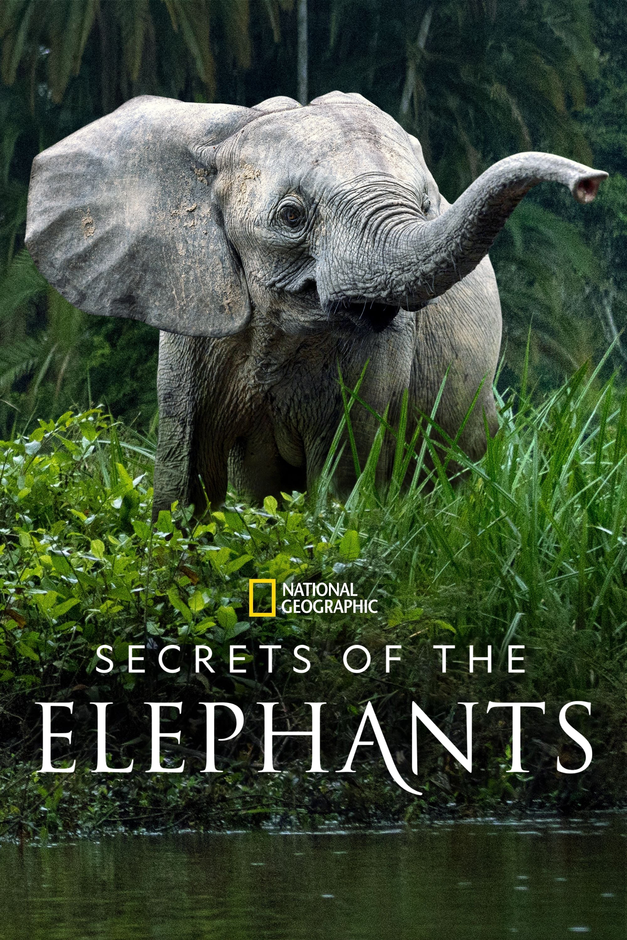 Secrets of the Elephants | Disney Wiki | Fandom