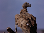 Ruppell's Vulture (Gyps rueppellii)