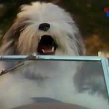 The Shaggy Dog 1994 Film Disney Wiki Fandom Nov 9, 1994 11:00pm pt.