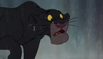 Bagheera walks to Mowgli