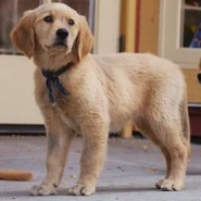 MudBud (Santa Buddies; singing voice)