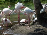 Disney-s-animal-kingdom.jpg (48 KB) Greater flamingos