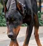 ElDiablo.png (537 KB) El Diablo (Beverly Hills Chihuahua)