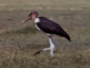 Marabou Stork (Leptoptilos crumenifer)