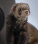 Char 69102.jpg (14 KB) Gravity (Space Buddies)