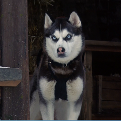 Category Snow Dogs characters Disney Wiki Fandom