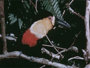 1944-amazon-awakens-13.jpg (65 KB)