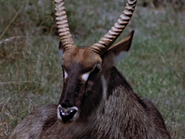 Waterbuck (Kobus ellipsiprymnus)